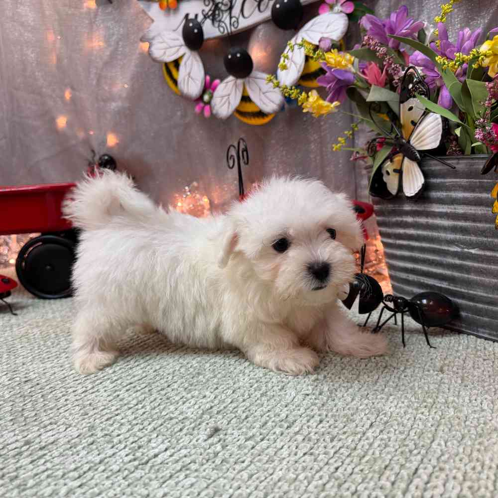 carousel pet images