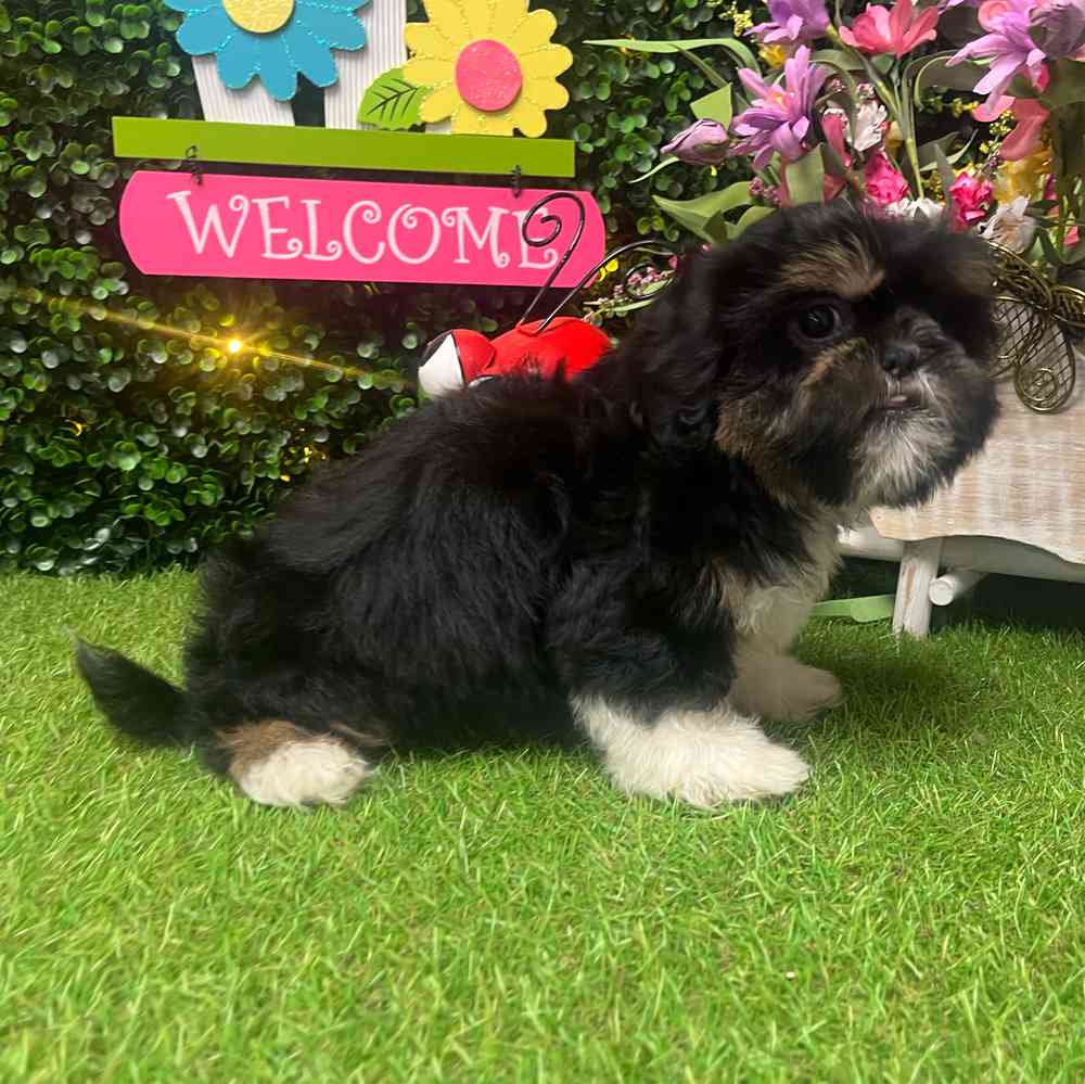 carousel pet images