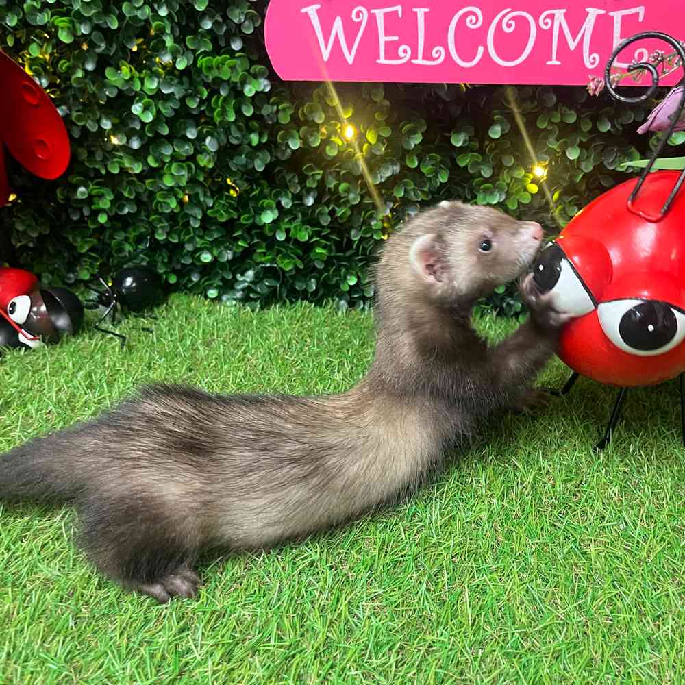 carousel pet images