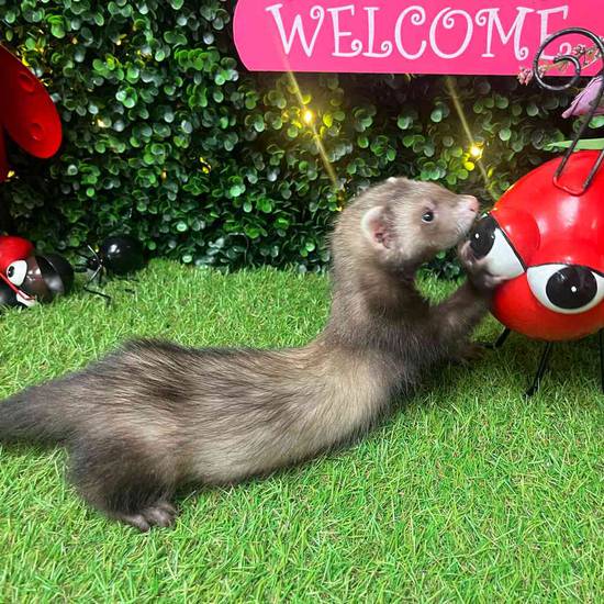 Ferret