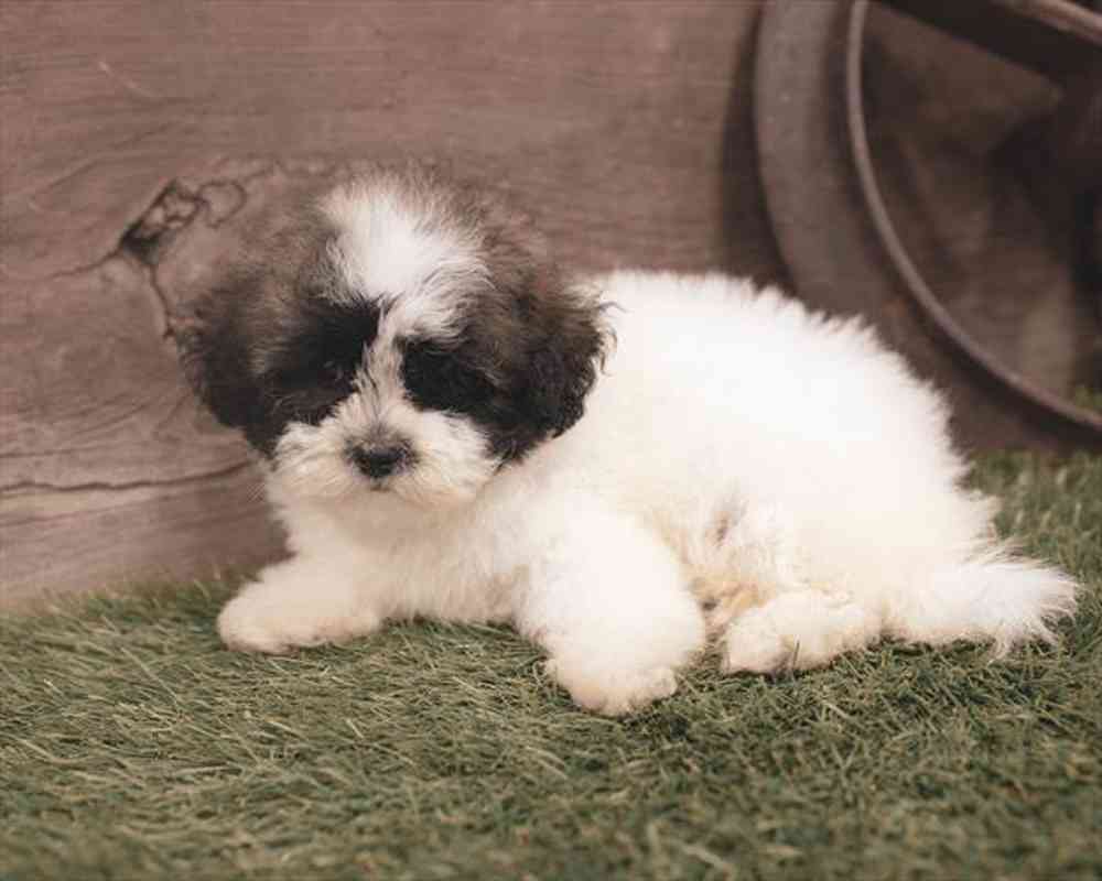 carousel pet images