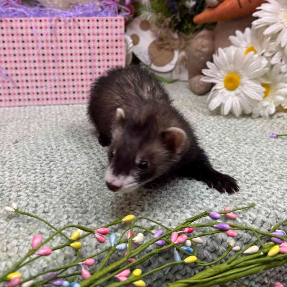 carousel pet images