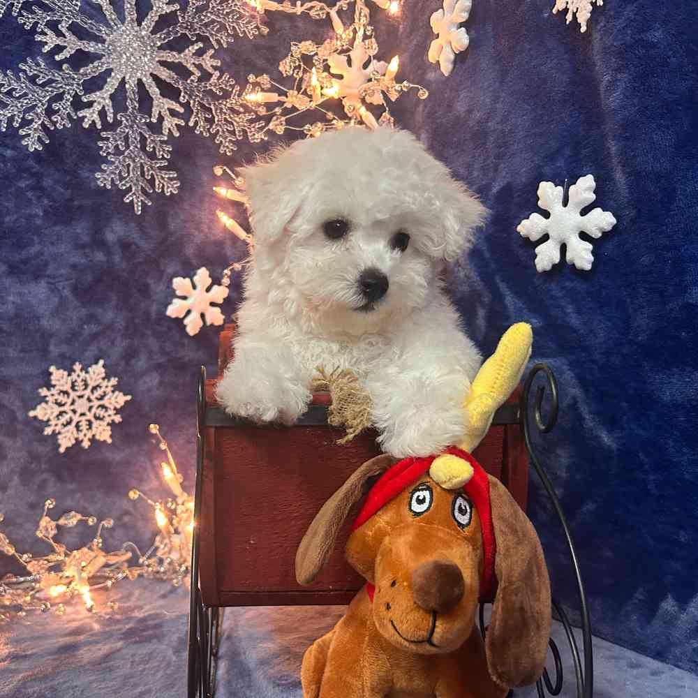 carousel pet images