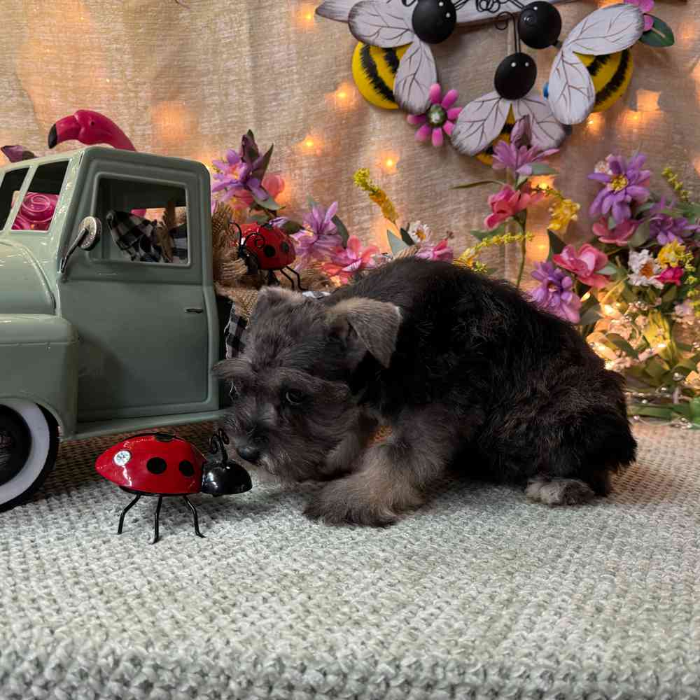 carousel pet images