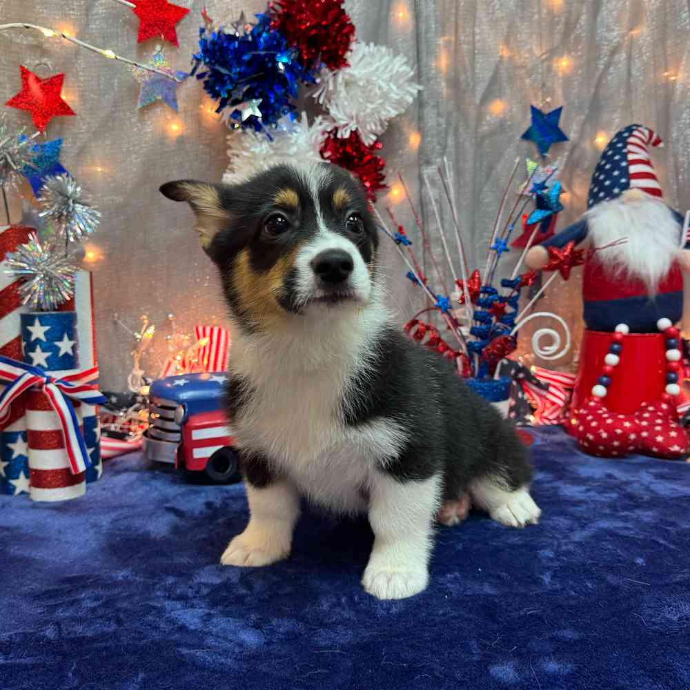 carousel pet images