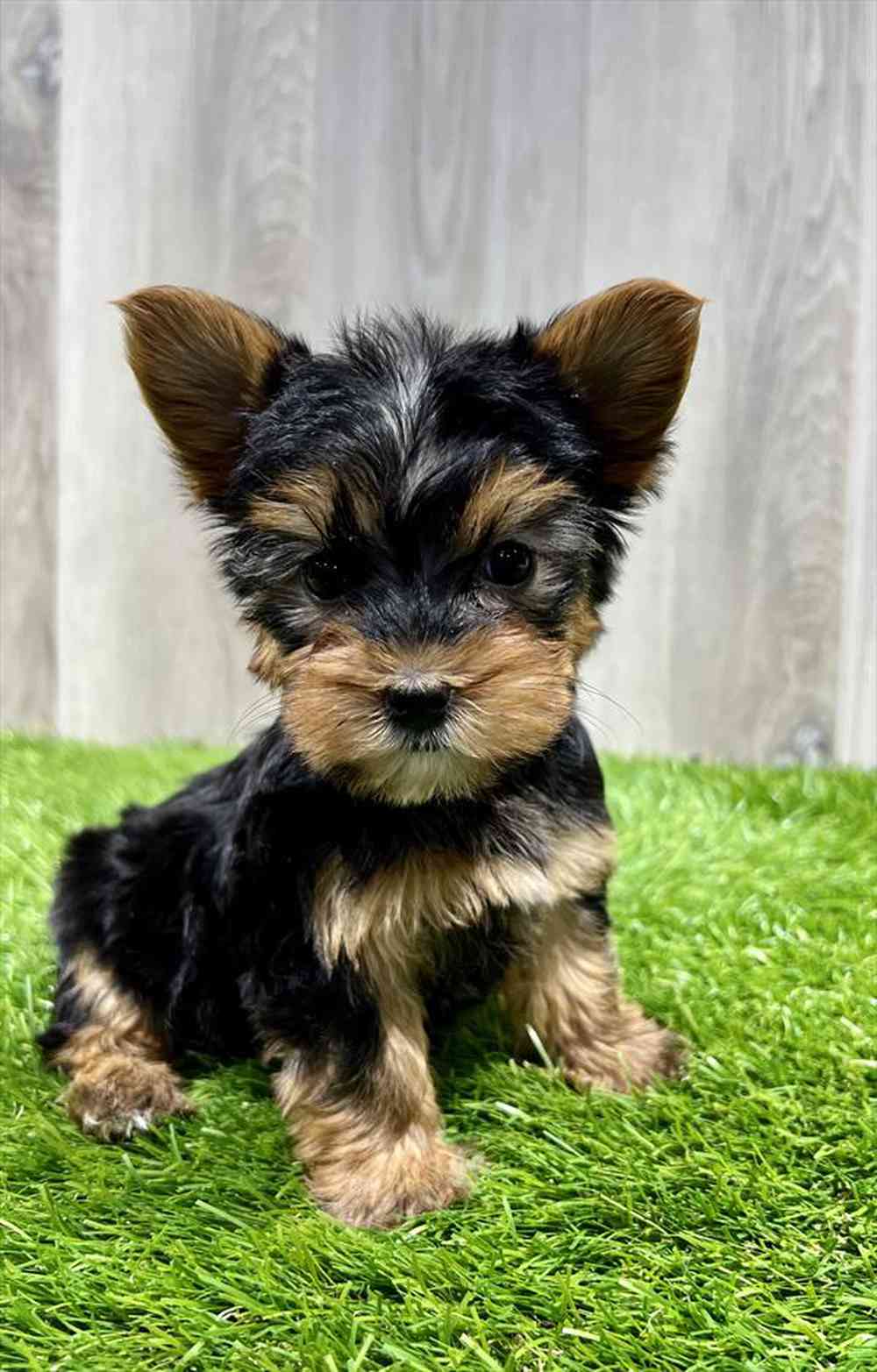 carousel pet images