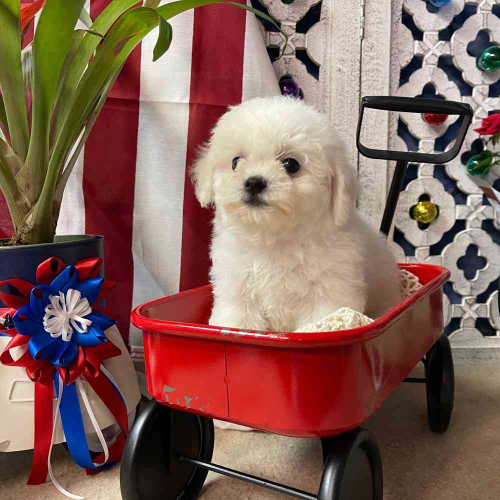 carousel pet images
