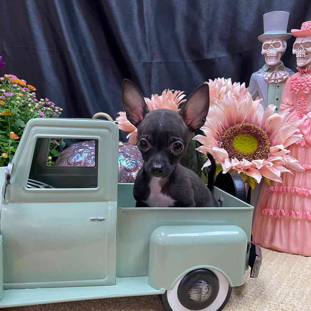 carousel pet images