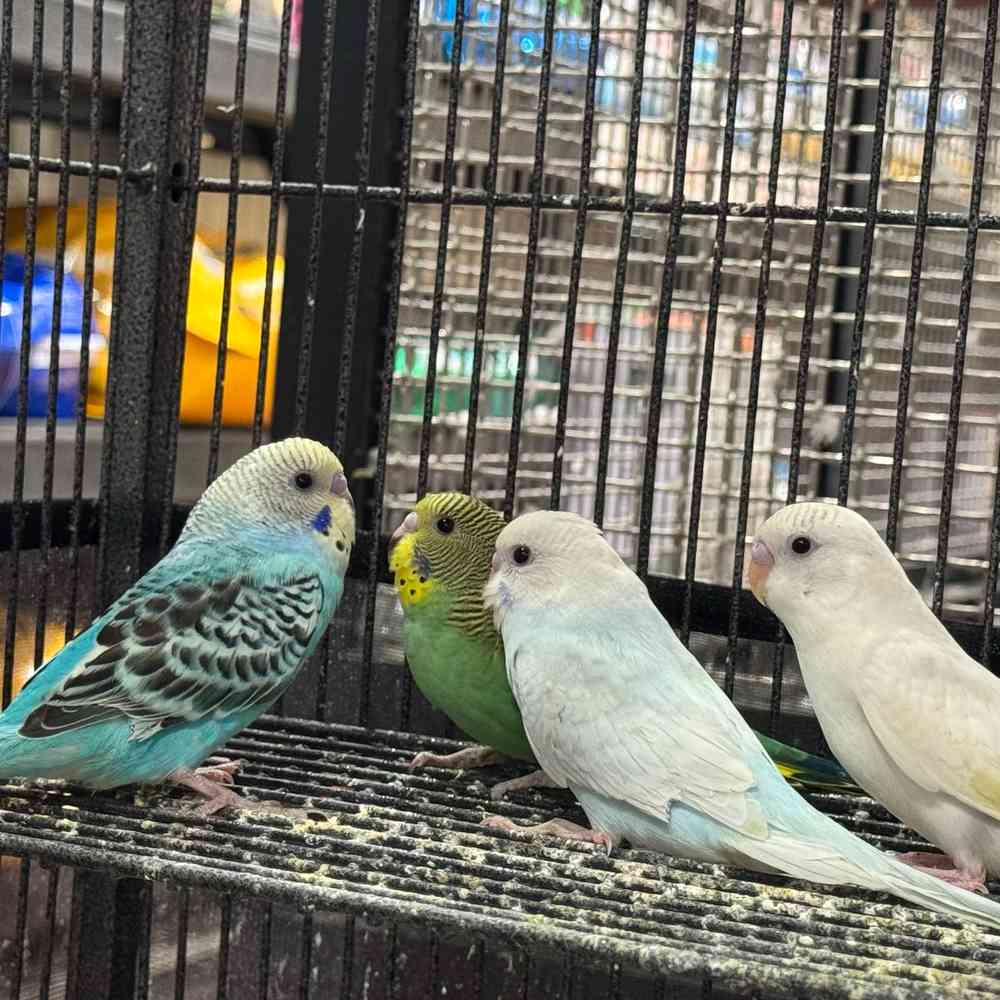 carousel pet images
