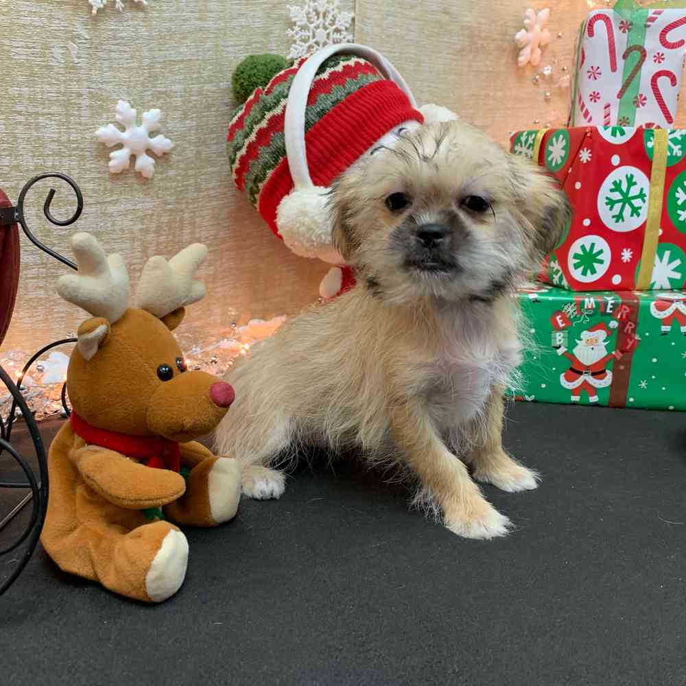 carousel pet images