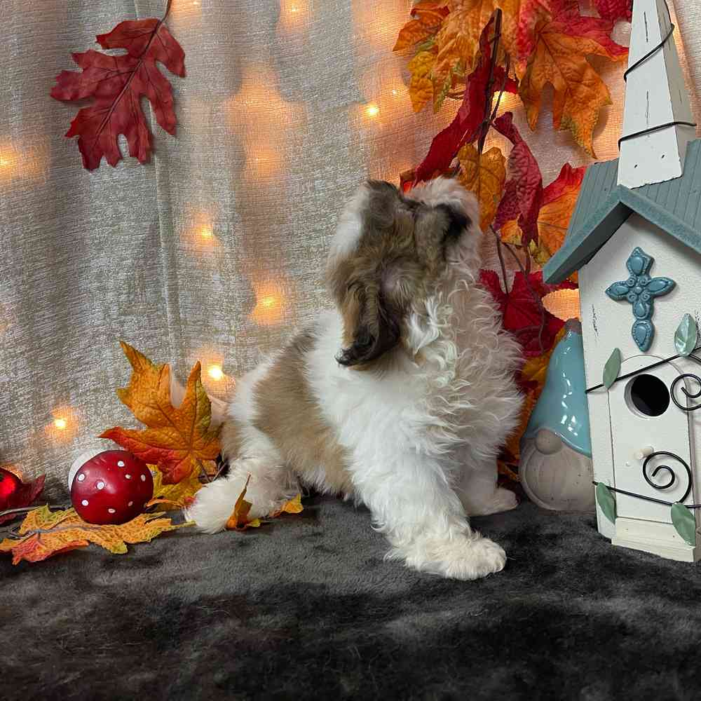 carousel pet images