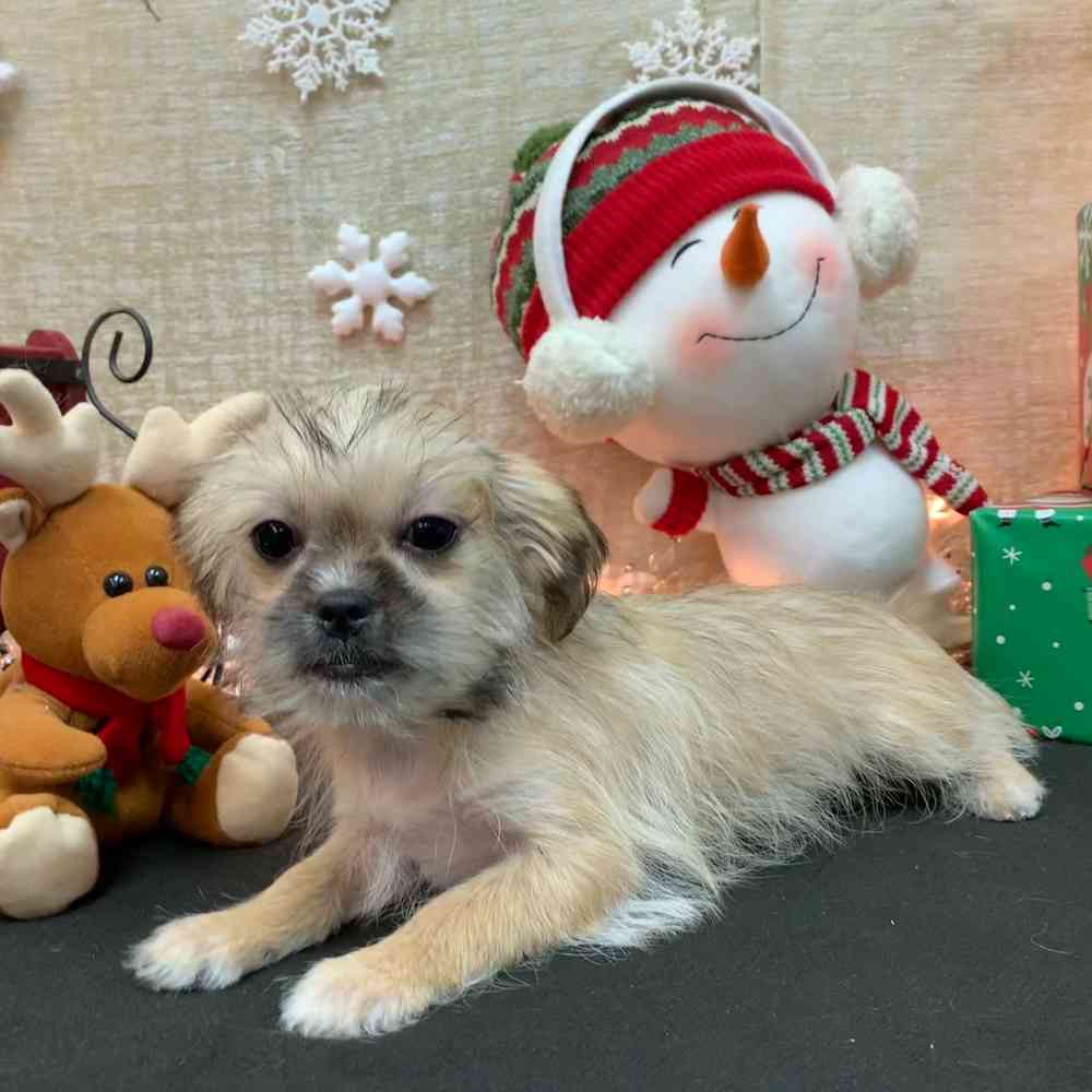 carousel pet images