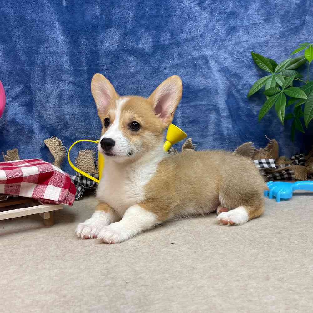 carousel pet images
