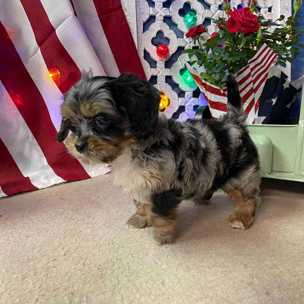 carousel pet images