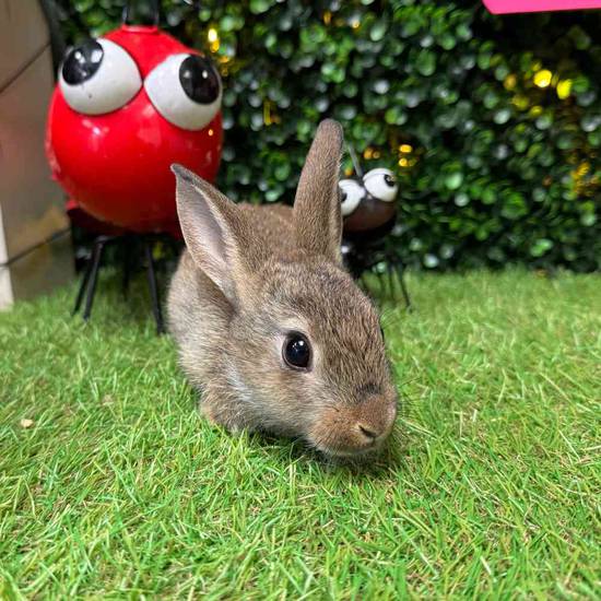 Mini Rex Mix