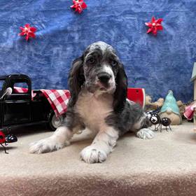 Cocker Spaniel