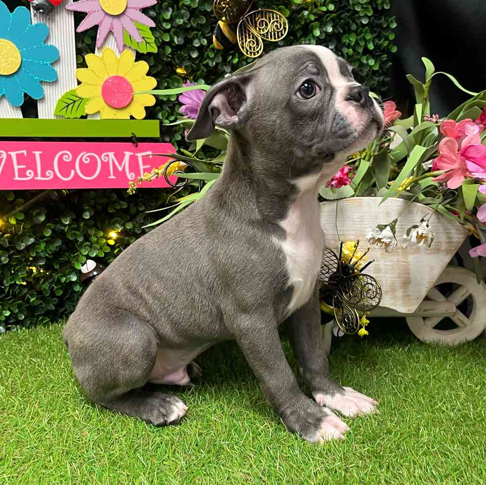 carousel pet images