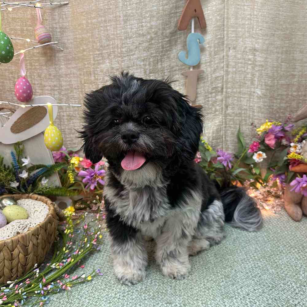 carousel pet images