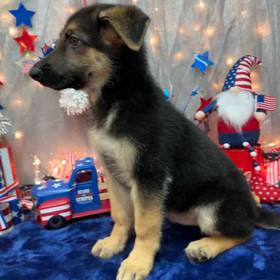 German Shepherd
