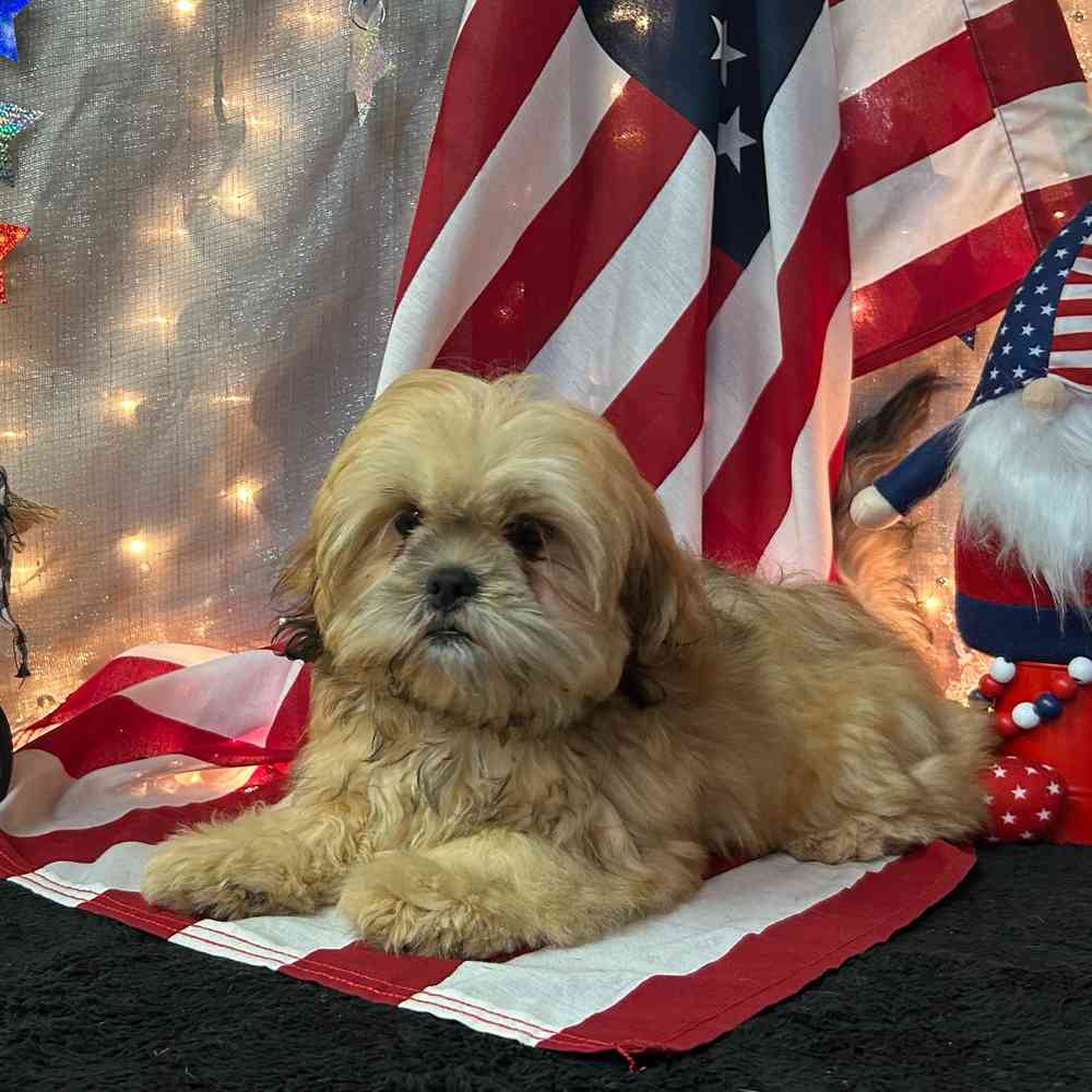 carousel pet images