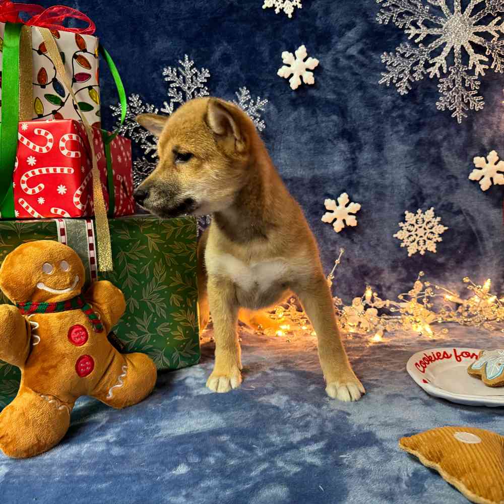 carousel pet images
