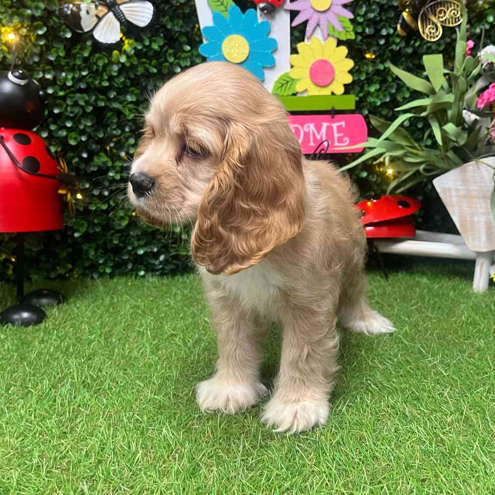 carousel pet images