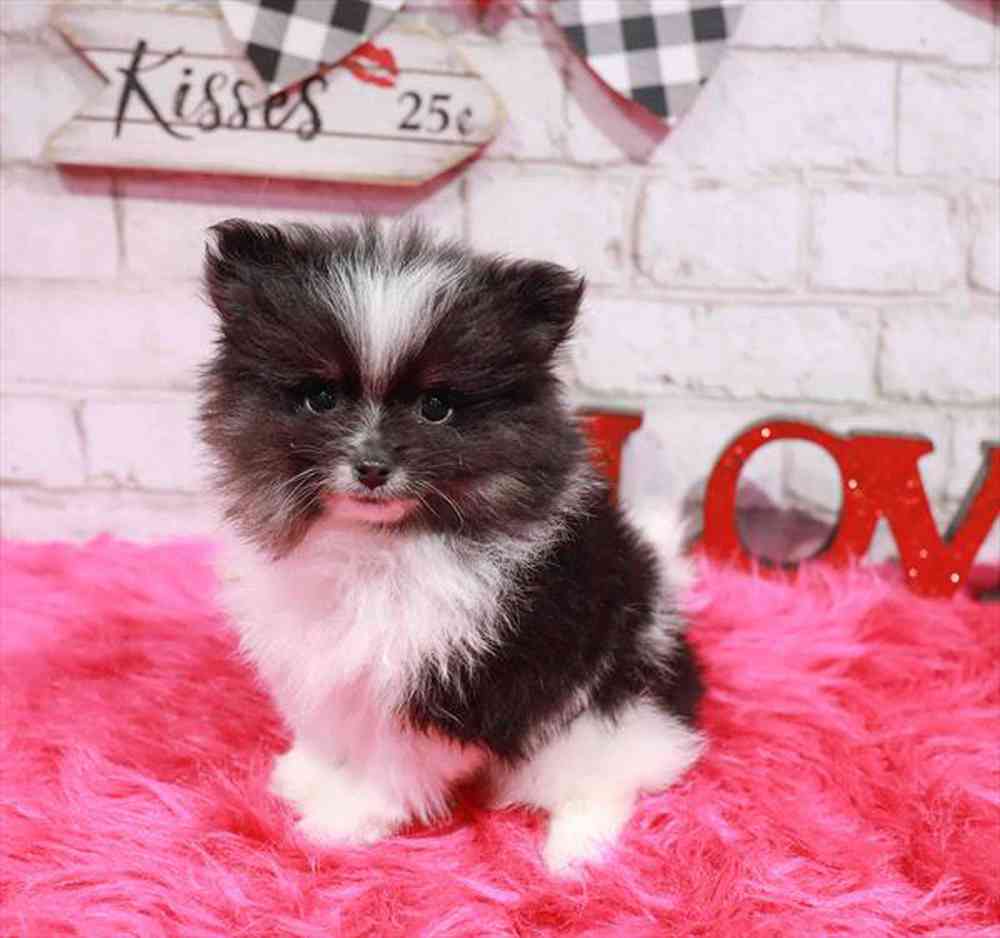 Pomeranian Puppies for sale, image size:1000x938