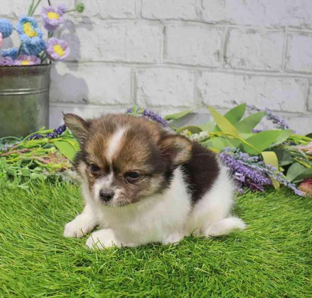 carousel pet images