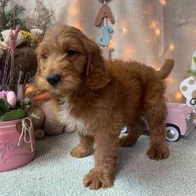 Miniature Goldendoodle