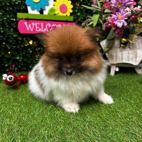 Pomeranian