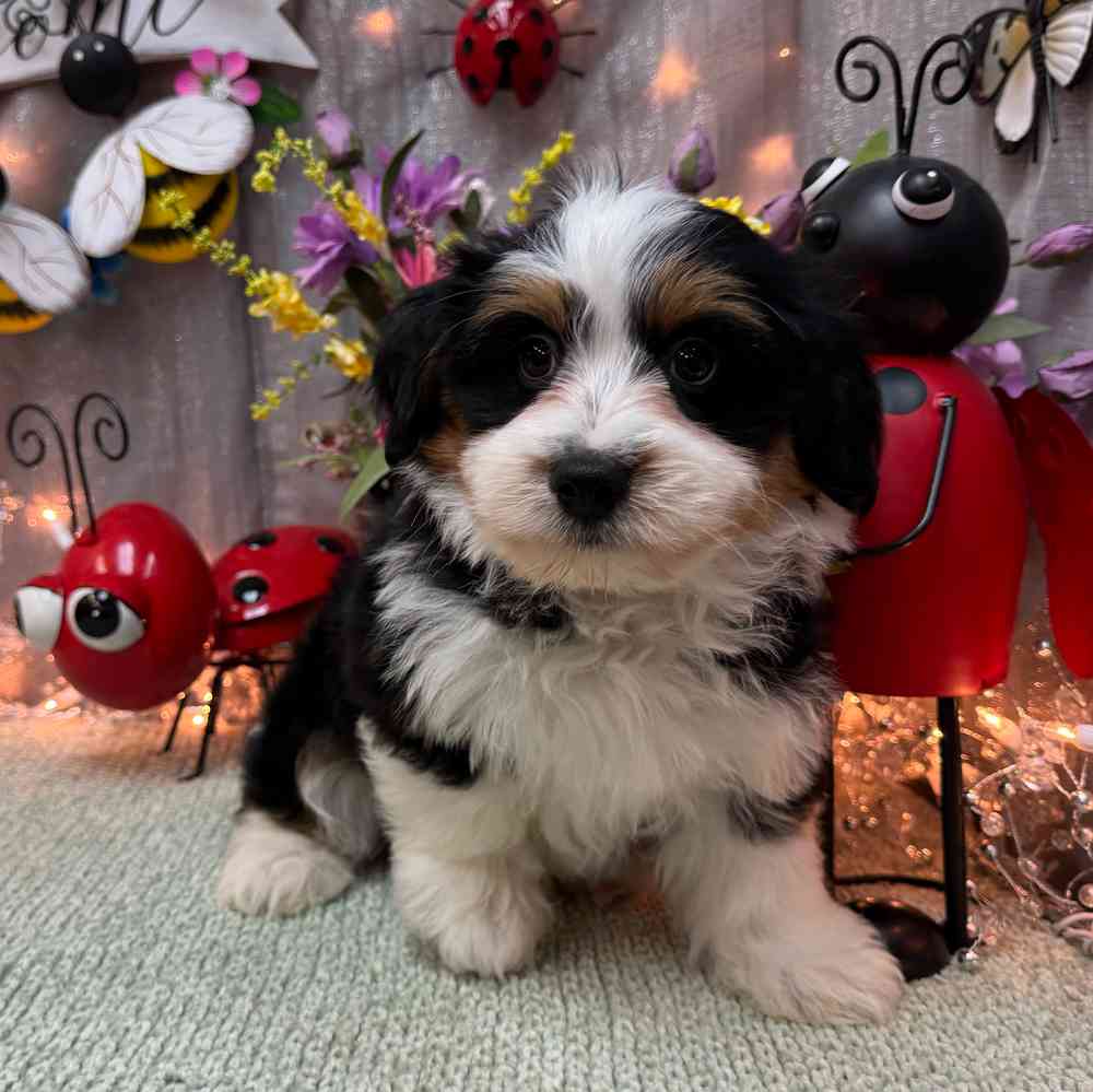 carousel pet images
