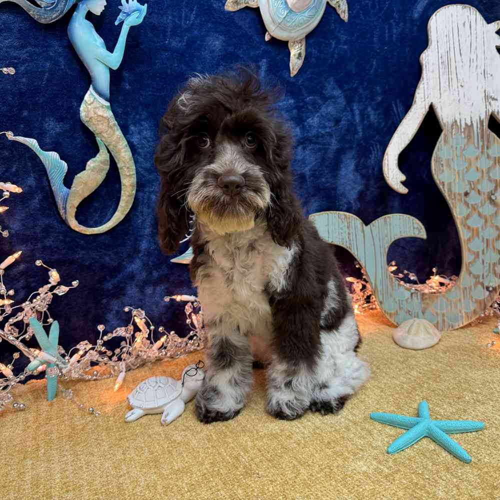 carousel pet images
