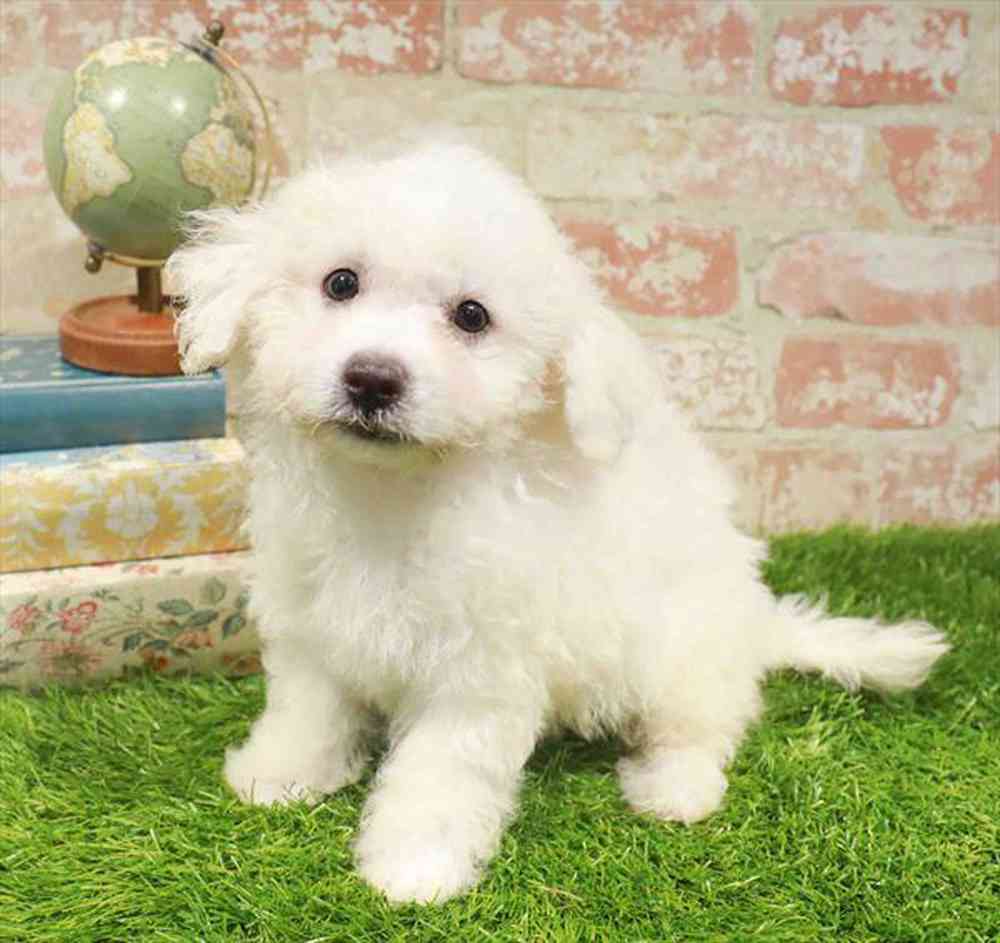 carousel pet images