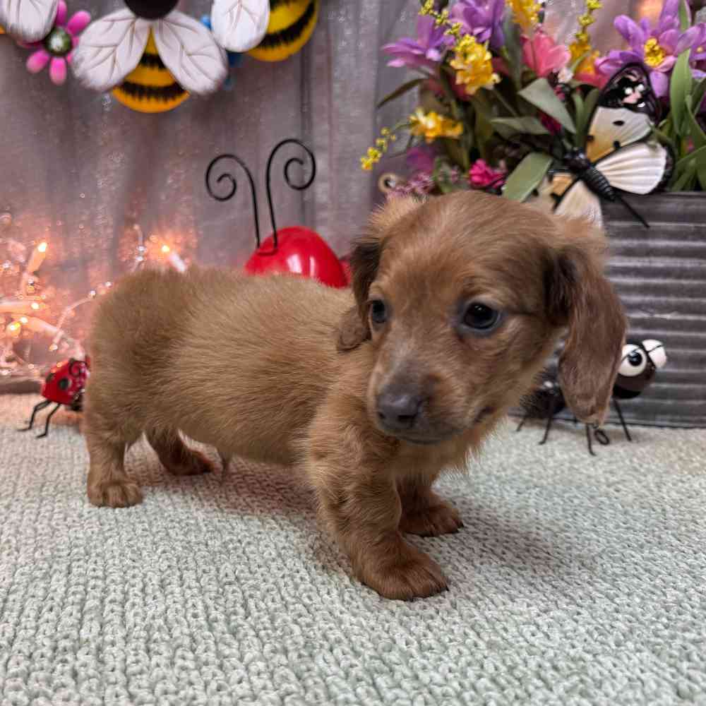 Image of a pet breed in the gallery
