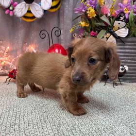 Dachshund