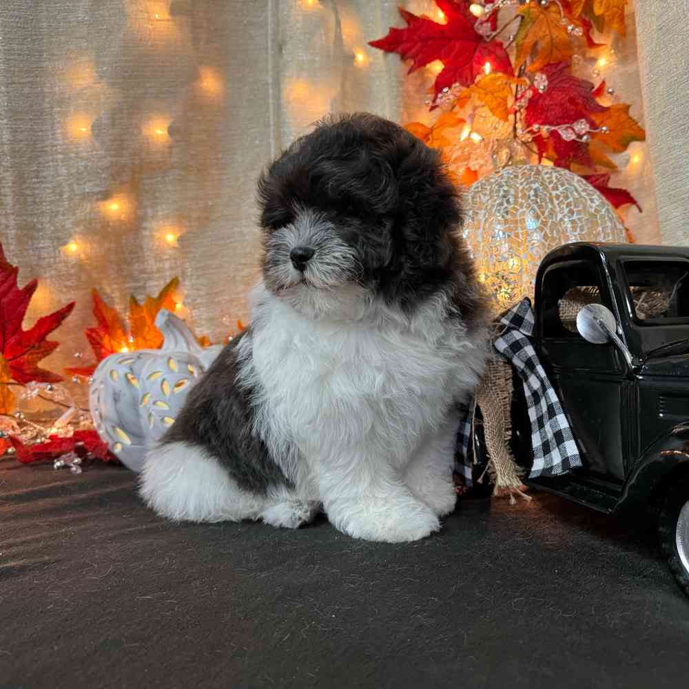 Havanese poodle black sale