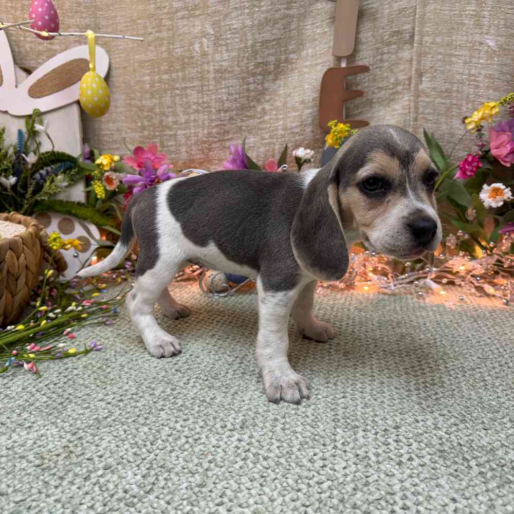 carousel pet images