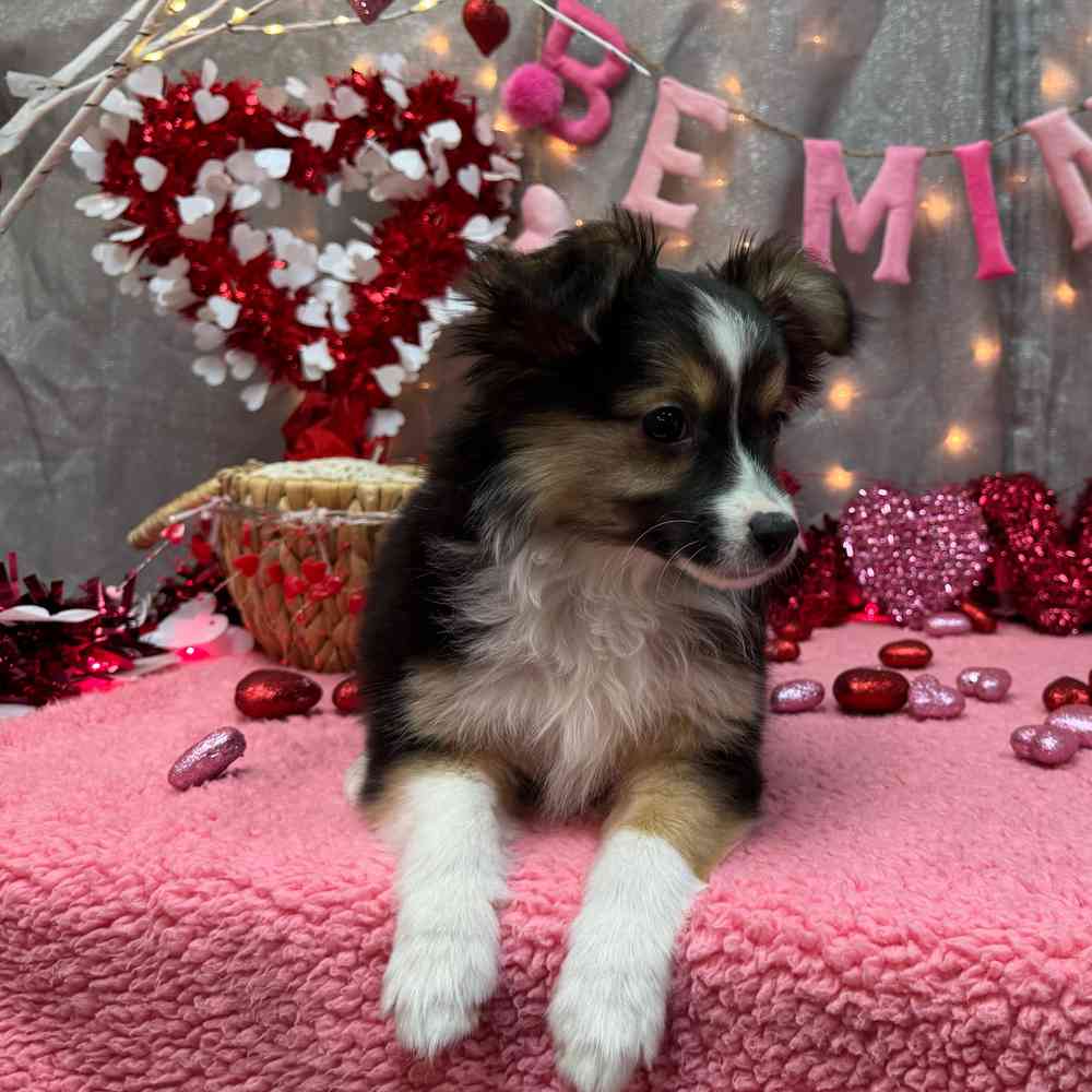 carousel pet images