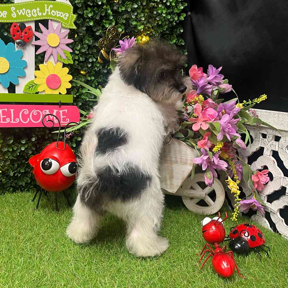 Image of a pet breed in the gallery