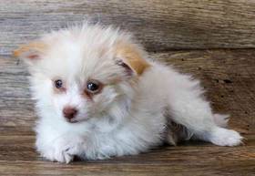 Pomeranian