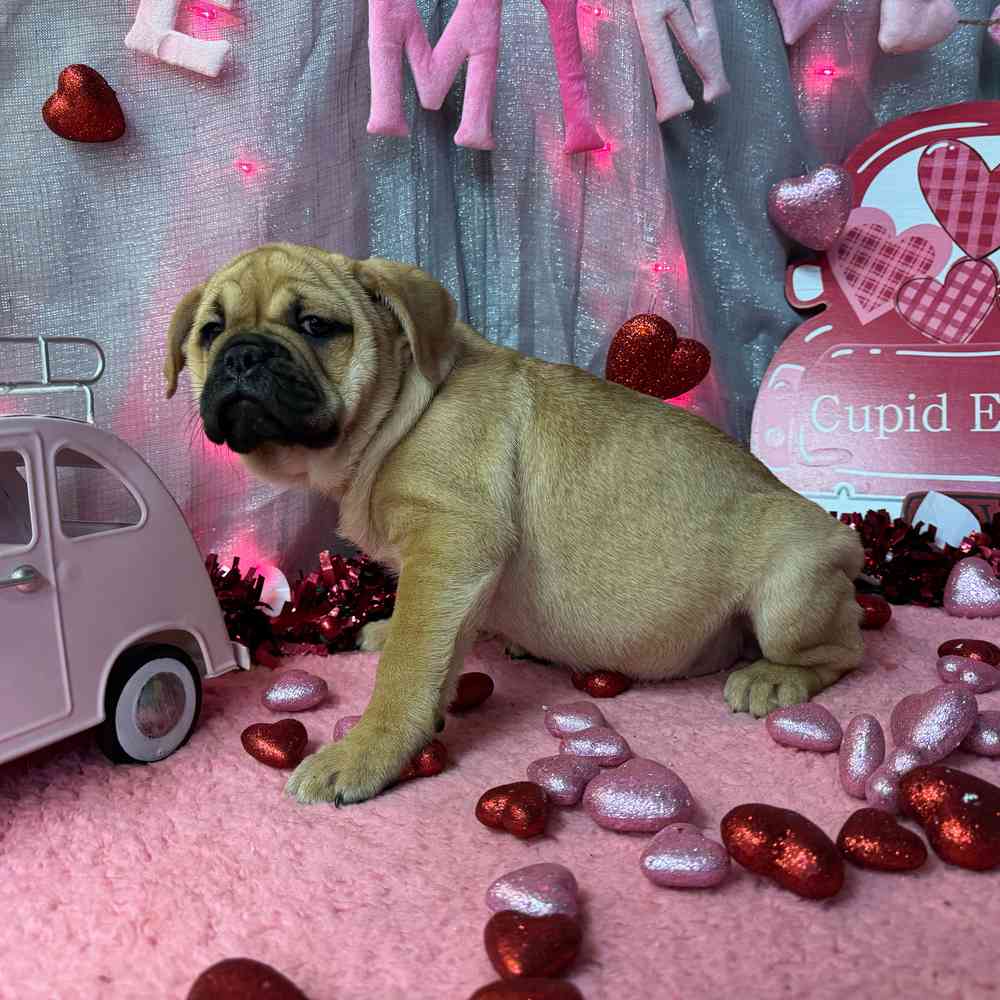 carousel pet images