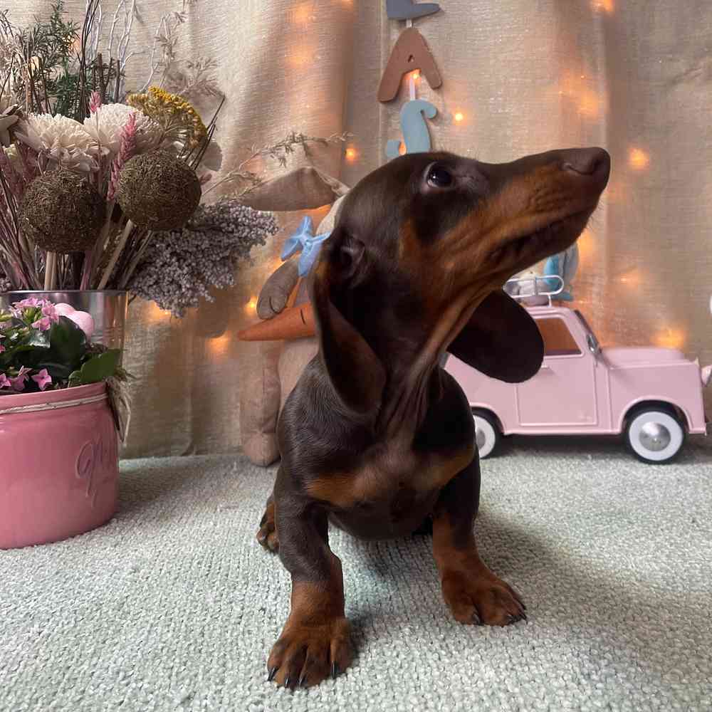 carousel pet images