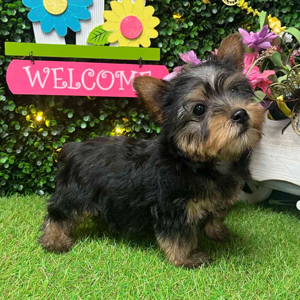 carousel pet images