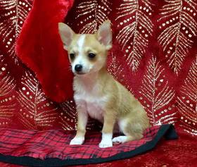 PomChi
