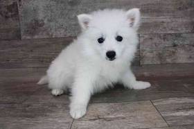American Eskimo
