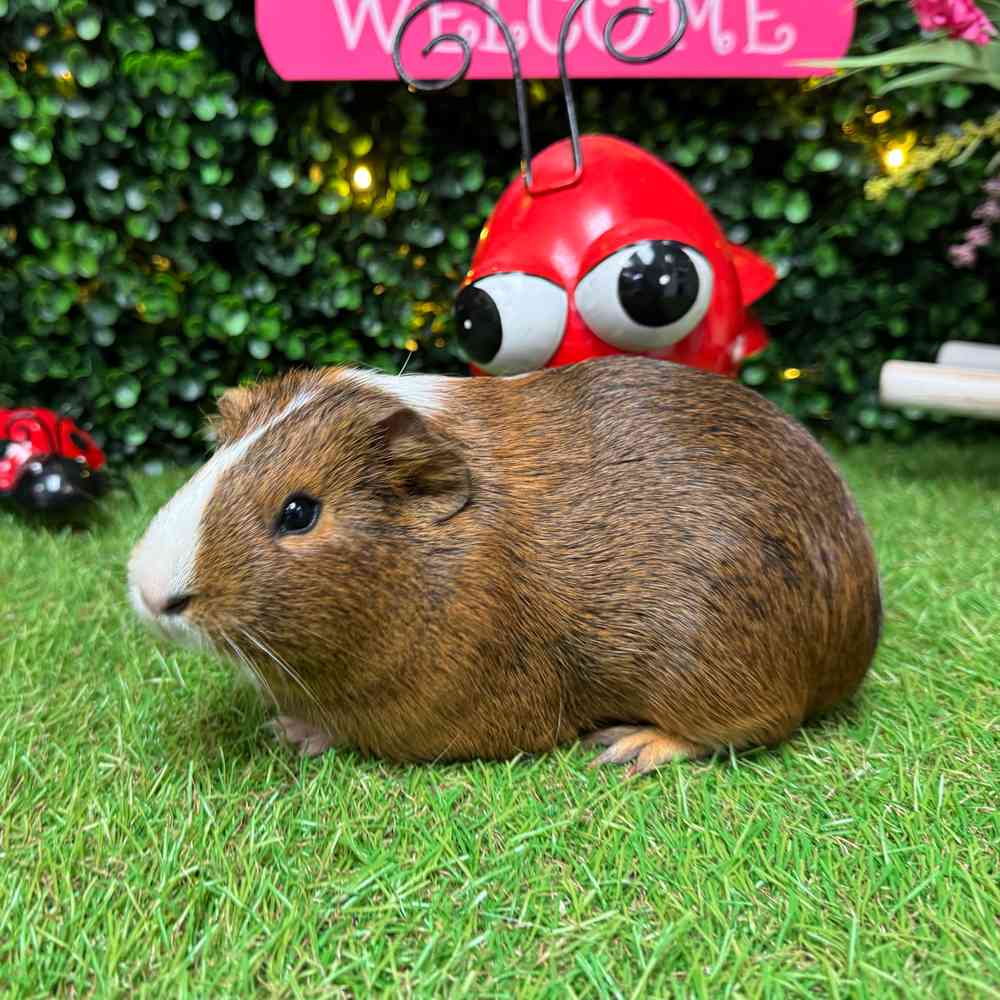 carousel pet images