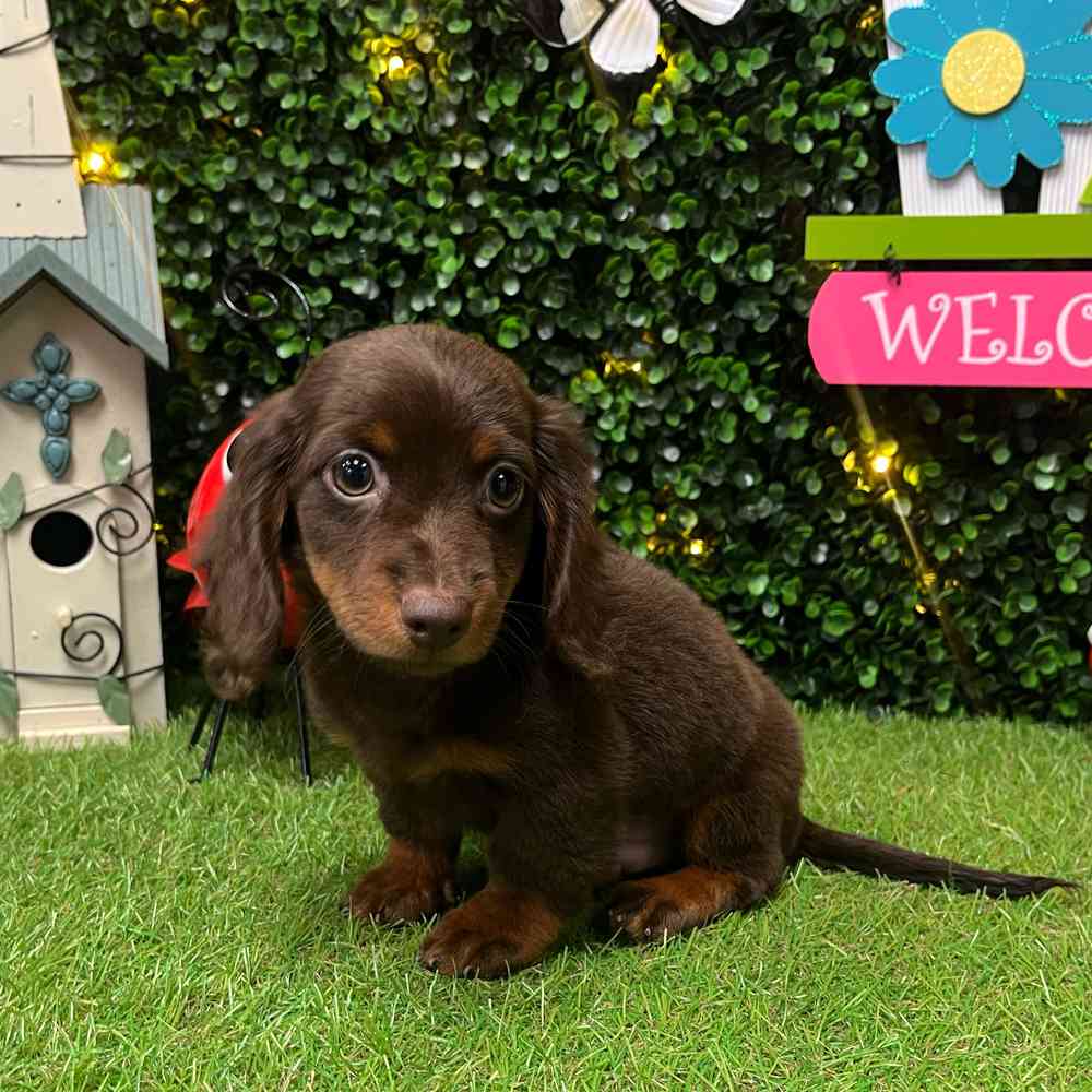 Image of a pet breed in the gallery