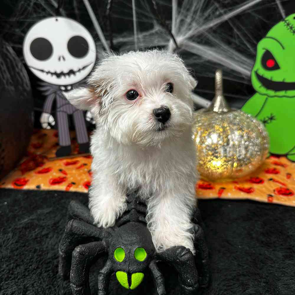 carousel pet images