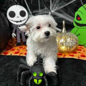 Yorkie-Poo