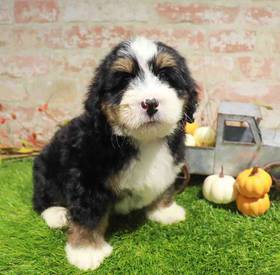 Mini Bernedoodle
